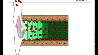 Wie funktioniert der Naehrstofftransport von der Wurzel in den Spross [upl. by Halie]