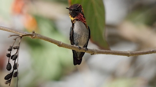 Male Bee Hummingbird [upl. by Shantha]