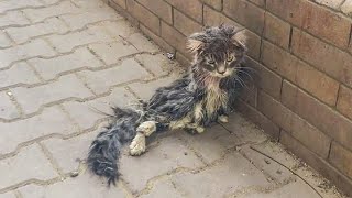 A Paralyzed Cat Lying On Sidewalk Crying For Help And No One Paid Attention Rescue  Before amp After [upl. by Atnomed579]