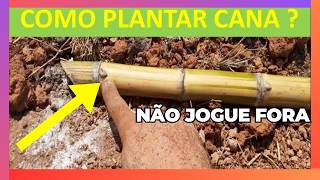 Como Plantar Cana de Açúcar [upl. by Eresed]