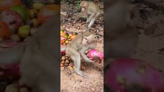 Wildlife Expert Shares Adorable Monkey Encounter subscribe shortvideo moneky [upl. by Vidovik]