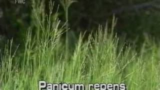 torpedograss Panicum repens [upl. by Relyuhcs101]