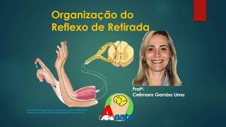 Neuroanatomia  Reflexo de Retirada  Prof Celimara [upl. by Mahtal648]