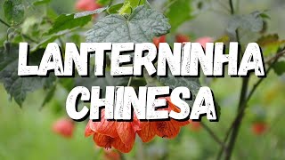 Lanterninha Chinesa Tudo Sobre Essa Planta [upl. by Crisey18]