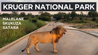 Kruger National Park  The Kruger Catwalk [upl. by Atela]