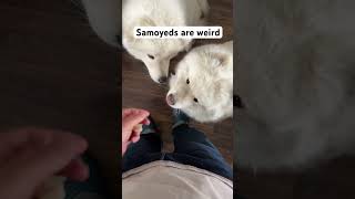 Our Samoyeds eat weird food 🥘 [upl. by Llesirg]