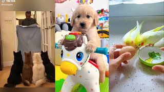 NUEVO videos de animales graciosos ❤🐶🐹 41 [upl. by Vaules]