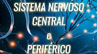 Entenda o sistema nervoso central e periférico [upl. by Sparrow]