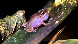 Eleutherodactylus coqui [upl. by Streeto]