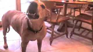 Rhodesian Ridgeback Baloo Howling [upl. by Euhsoj]