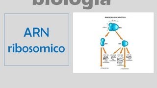 ARN ribosómico [upl. by Hayotal]