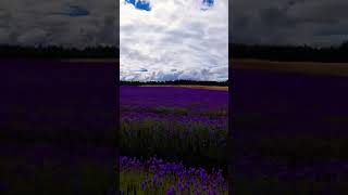 The Lavender Farm in New Zealand lavender dulichnewzealand tournewzealand [upl. by Nimsay]