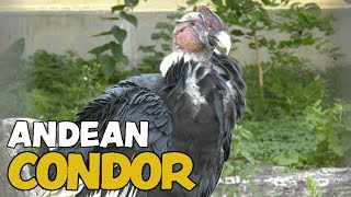 Dino Andean Condor [upl. by Juster474]