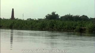 Ganges freshwater Dolphin jumps in the Yamuna river [upl. by Tonjes512]