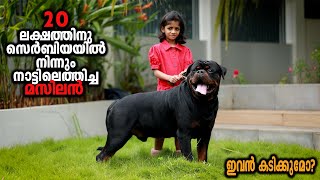 Rottweiler Worth 20 Lakh  Vickies Greeny [upl. by Belloir55]