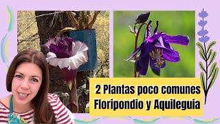 2 plantas poco comunes de la feria de las flores floripondio lila una Aquilegia y sus cuidados [upl. by Bruno927]