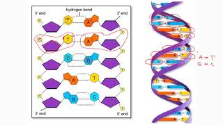 2 Nucleótidos nucleósidos y estructura del ADN [upl. by Oba25]