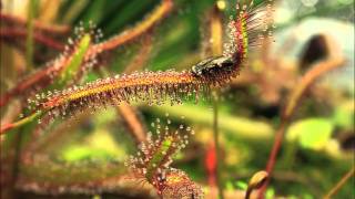 Drosera capensis quotRedquot in Action [upl. by Sophronia715]