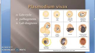 Parasitology 075 f Plasmodium Malaria Gametogony Human RBC gametes Gametocytes [upl. by Sydney847]