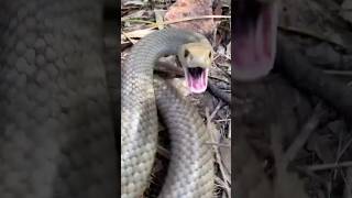 Survival skills First aid for snake bites🐍camping survival bushcraft outdoors [upl. by Hafeetal]