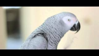 African Grey Playing amp Talking [upl. by Willie963]