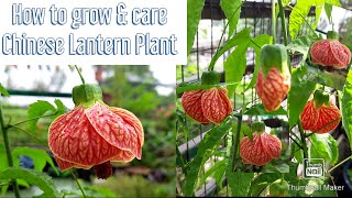 How to grow and care Chinese Lantern PlantAbutilon Pictum Chinese lantern plant पर पाए ढेरों फूल [upl. by Eneleh]