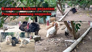 Kumpulan kalkun pejantan di kandang unggasku Banyak tapi akur [upl. by Hengel467]