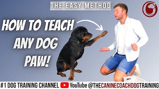 How to train my puppy to give paw [upl. by Yelahs]