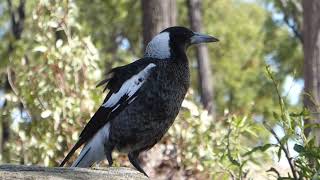 A closeup of a juvenile Australian magpie warbling while Torresian crows are calling [upl. by Ennovahc]