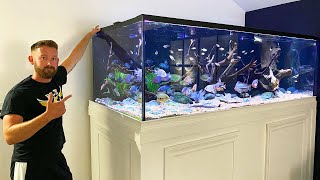 MASSIVE 600 GALLON CENTRAL AMERICAN CICHLID TANK [upl. by Enalb]