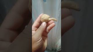 Bungo ng manok naging bato [upl. by Yolane701]