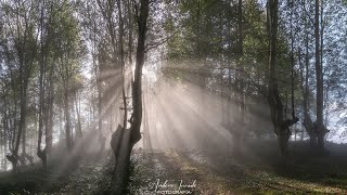 Cuando la luz y la niebla se encuentran [upl. by Emmet]