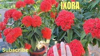 Ixora plant me itne phool kaise layencare of ixora plantsimply shabana [upl. by Repmek]