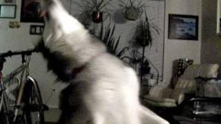 Amazing husky puppy dancing [upl. by Liederman285]