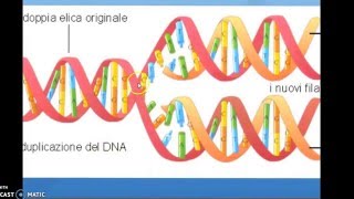 DNA trascrizione e traduzione [upl. by Meredith]