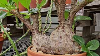 PACHYPODIUM DENSYFLORUM MADAGASCAR [upl. by Nylevol817]