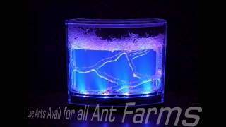 Antworks Colors of life  Fascinations Gel Ant Farm [upl. by Oiracam394]