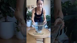 Let’s reversewater some of my favourite houseplants plant watering hacks [upl. by Suivatna]