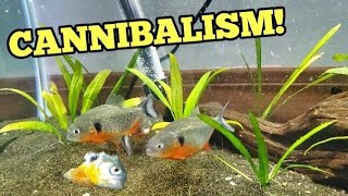 Buying MOST VICIOUS PIRANHAS For Home Aquarium [upl. by Pelagi]