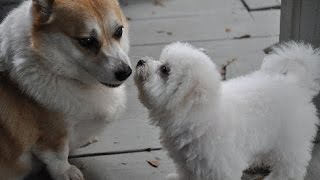 Bichon Frise Puppies playing with quotTikaquot the Corgi [upl. by Ayhtin]