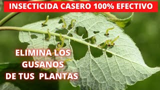 Como ELIMINAR los GUSANOS de las PLANTAS 🐛 INSECTICIDA CASERO  ELIMINAR PLAGAS de las PLANTAS [upl. by Malory489]