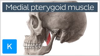 Medial Pterygoid Muscle Origin Insertion Function amp Nerve Supply  Anatomy  Kenhub [upl. by Akimahc378]