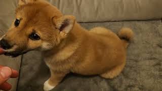 Shiba Inu Puppy puppy shibapuppy dogbreed [upl. by Sadler]