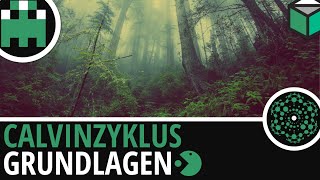 Calvinzyklus Grundlagen einfach erklärt│Biologie Lernvideo Learning Level Up [upl. by Enawyd]