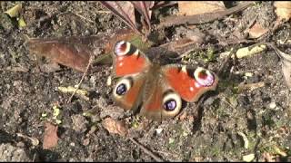 Op weg naar een vogeltuin  aflevering 1 [upl. by Einwat]