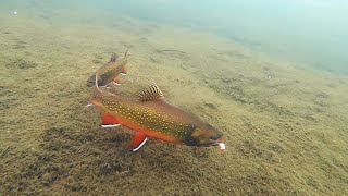 Ice Fishing for Chunky Brook Trout Underwater View [upl. by Ammadas]