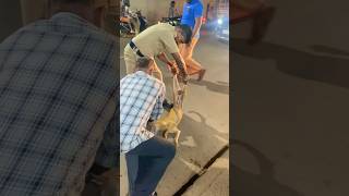 A Dog Head got stuck in a Plastic Bottle 🐶 Dog Rescue Videos Respected Palloor PoliceAfnad Vlogs [upl. by Airad359]