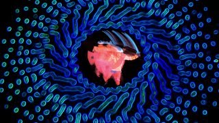 Planet Caravan  Black Sabbath  Music Video  Abstract Animation [upl. by Arodnap]