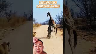 Two lions take down giant giraffe  lion lionattack giraffes animals animalsattack wildlife [upl. by Bully]