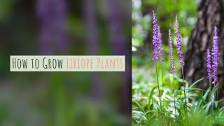 Liriope Growing Guide Lilyturf  Monkeygrass by GardenersHQ [upl. by Aridan]